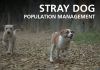 ERFAN Online Seminar: Stray dog population management: the WOAH standard and examples of the current situation in Northern Africa, Southern Africa and Italy