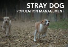 ERFAN seminaire en ligne: Gestion des populations de chiens errants : la norme OMSA et des exemples de la situation actuelle en Afrique du Nord, en Afrique australe et en Italie.