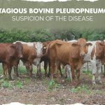 Bovine-Pleuropneumonia-ERFAN_web