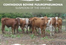 ERFAN Dialogue: La Péripneumonie contagieuse bovine; comment suspecter la maladie