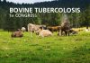 BOVINE TUBERCULOSIS 1° Congress – Torre del Greco, 9-11 April 2024
